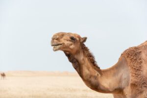 Lee más sobre el artículo ¿Cuál es el Precio de un Camello (2024)? Actualizado