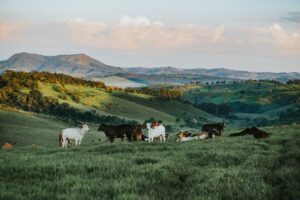 Lee más sobre el artículo ¿Cuál es el Precio de una Vaca en Colombia (2022)?
