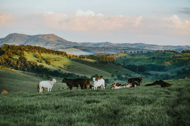 En este momento estás viendo ¿Cuál es el Precio de una Vaca en Colombia (2022)?