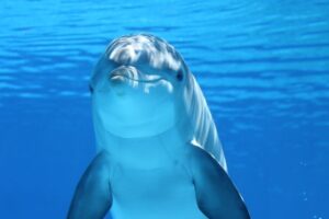 Lee más sobre el artículo ¿Cuál es el Precio de un Delfín en el Mercado Negro (2022)? 