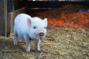 Lee más sobre el artículo ¿Cuál es el Precio de un Mini Pig en Colombia (2023)? 