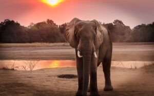 Lee más sobre el artículo ¿Cuál es el Precio de un Elefante(2022)?