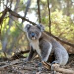 ¿Cuál es el Precio de un Koala (2023)?