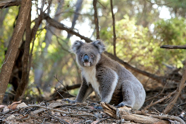 Lee más sobre el artículo <strong>¿Cuál es el Precio de un Koala (2023)?</strong> 