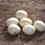 ¿Cuál es el Precio de un Huevo de Avestruz en Colombia? (2023)