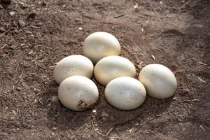 Lee más sobre el artículo <strong>¿Cuál es el Precio de un Huevo de Avestruz en Colombia? (2023)</strong> 