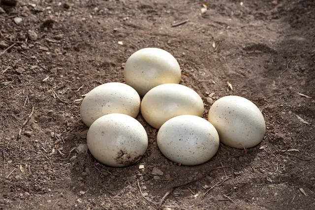 En este momento estás viendo <strong>¿Cuál es el Precio de un Huevo de Avestruz en Colombia? (2023)</strong> 