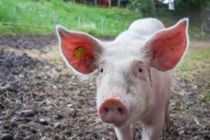 Lee más sobre el artículo ¿Cuál es el Precio de un Cerdo en Colombia? (2023) 