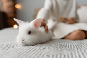Lee más sobre el artículo ¿Cuál es el Precio de un Conejo? (2023) 
