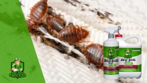 Lee más sobre el artículo ¿Cómo Eliminar Permanentemente las Chinches con Bed Bug Knocker Bed Bug Killer?